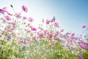Obraz premium Pink cosmos flowers full blooming in summer garden,Field of cosmos flower on blue sky background,Selective focus.