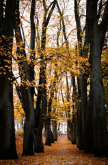 Jesienny park