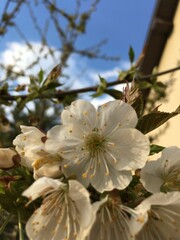 Detailed image of white cherry blossoms in full bloom with a vibrant blue sky background, capturing the essence of spring and natural beauty.