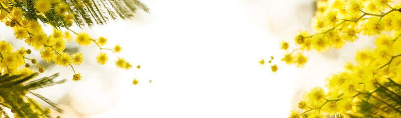 Acacia wattle tree on white background