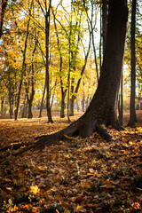 Park 