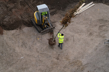 Workers Planting a Tree with Excavator Assistance
