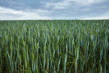 Ears of green wheat under a blue sky