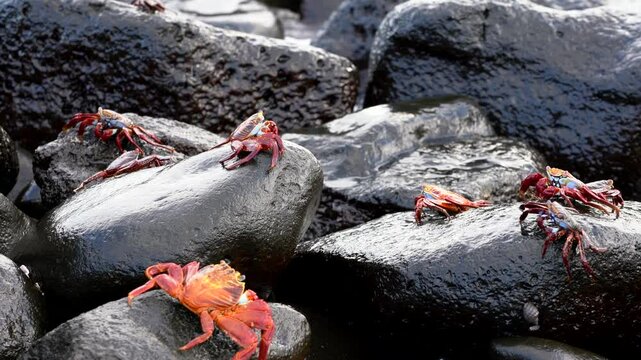 Several sally lightfoot crabs are perched on volcanic rocks near the ocean on the galapagos islands