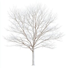 Obraz premium Isolated Bare Tree in Winter against a White Background Capturing the Stark Realism of Nature's Beauty