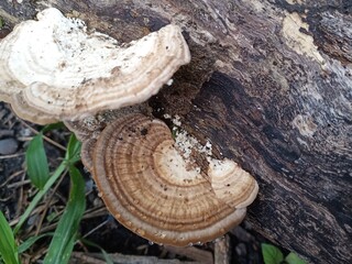 Fototapeta premium Close-up of a cluster of mushrooms on a tree stump.