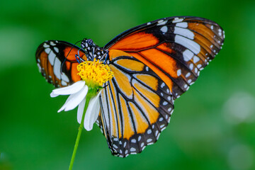 Butterfly resting on green leaf close-up
