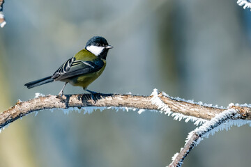 Una cinciallegra (Parus major) si appollaia per un attimo su un ramo  ancora ricoperto di brina mattutina prima di riprendere il volo.