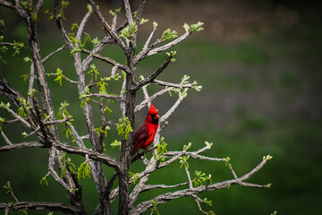 Red cardinal perched on young oak tree with early blossoms background