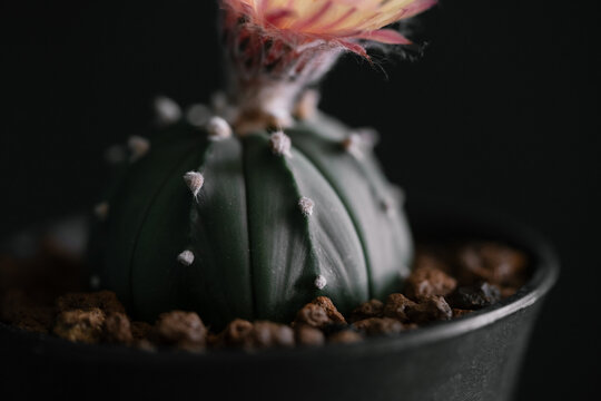 Astrophytum Asteria Super Kabuto cactus blooming pink color flower close up in isolated grey background