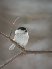 Willow tit perching on a bush branch and holding a peeled sunflower seed in its beak.