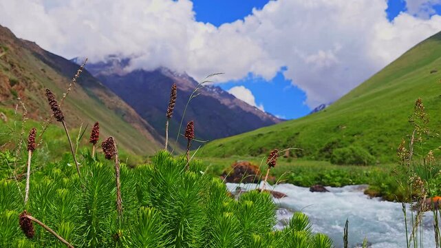 A tranquil mountain scene with a clear stream with Clementsia semenovii plant in the foreground under a blue sky in pristine wilderness