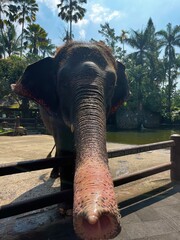 Elephant with Trunk Out