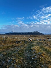 Sheep with Volcano in Background