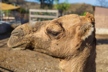 Animals on the Farm in the contact Zoo Farma Rhodes © Roman Bjuty