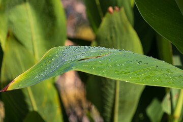 Yellow wilted Iris flower. There are water drops on the green leaf