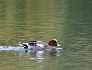 Pfeifente (Mareca penelope) Erpel im Kurpark Oberlaa