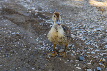 Animals on the Farm in the contact Zoo Farma Rhodes © Roman Bjuty