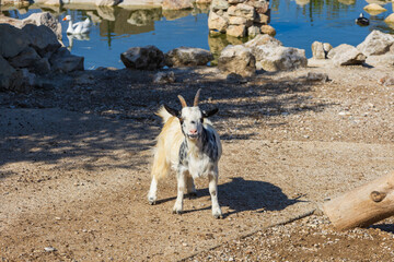 Animals on the Farm in the contact Zoo Farma Rhodes © Roman Bjuty