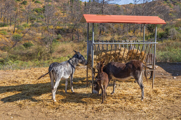 Animals on the Farm in the contact Zoo Farma Rhodes © Roman Bjuty