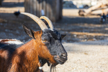 Animals on the Farm in the contact Zoo Farma Rhodes © Roman Bjuty