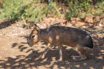 Animals on the Farm in the contact Zoo Farma Rhodes © Roman Bjuty