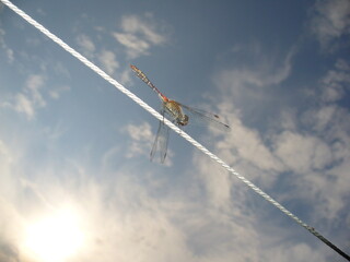 Colorful dragonfly Common darter, Sympetrum striolatum sitting on white rope and blue sunny sky with sun and white clouds in hot summer day. Topics: fauna, insect, season, macro, nature