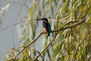 Kingfisher (Alcedo atthis) perched on a tree branch