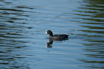 Bird on the lake. Eurasian coot