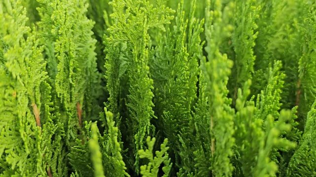 Thuja aurera Nana lemon-green needles
