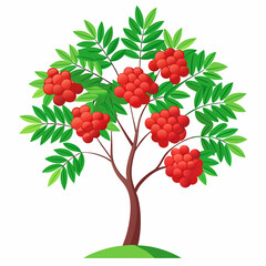 Fototapeta premium rowan tree vector illustration