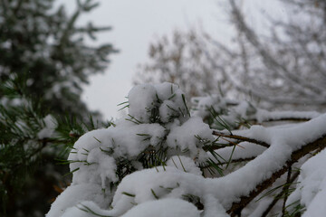 snow on tree branches in the park in autumn
