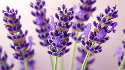 Naklejka premium Close-up View of Vibrant Purple Lavender Flowers in Soft Focus Against a Gentle Pastel Background for Inviting and Serene Natural Ambiance