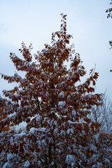 snow on tree branches in the park in autumn
