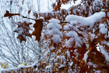 snow on tree branches in the park in autumn
