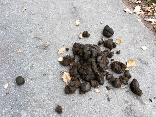 excrement on pavement, horse manure lies on road in sun, green field of young winter wheat, growing cereal plants, ripening agro culture, agricultural, natural fertilizer for farms concept