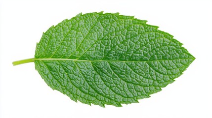 Obraz premium Fresh Green Leaf Isolated on White Background, Showcasing Detail of Leaf Texture and Shape, Ideal for Nature or Botanical Projects and Backgrounds