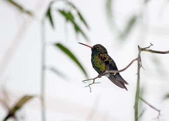 hummingbird on a branch
