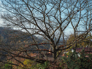 Feinstes Herbstwetter am Rotenberg, große Roteiche ohne Laub 