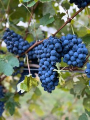 Fototapeta premium bunch of grapes