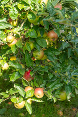 Red apples on the green tree. Garden harvest. Fruit food.