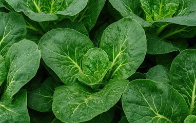 Fototapeta premium Lush green romaine lettuce leaves display vibrant textures and a rich hue, perfect for salads and healthy dining options.