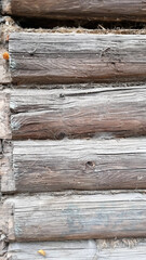 
Log house wall. Wooden logs. Destroyed rotten wood.
