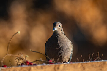 Mourning Dove in a Bird Feeder with Red Berries