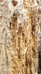 Texture of a tree with traces of a woodpecker's beak. Close-up of destroyed trunks. Selective focus