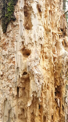 Texture of a tree with traces of a woodpecker's beak. Close-up of destroyed trunks. Selective focus
