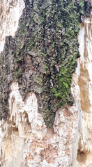 Texture of a tree with traces of a woodpecker's beak. Close-up of destroyed trunks. Selective focus