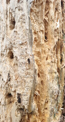 Texture of a tree with traces of a woodpecker's beak. Close-up of destroyed trunks. Selective focus