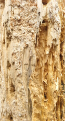 Texture of a tree with traces of a woodpecker's beak. Close-up of destroyed trunks. Selective focus