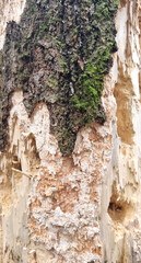Texture of a tree with traces of a woodpecker's beak. Close-up of destroyed trunks. Selective focus